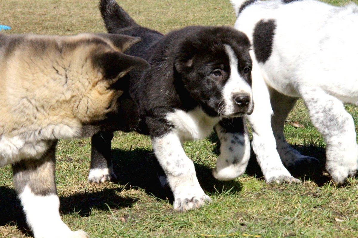 Среднеазиатская овчарка алабай белые