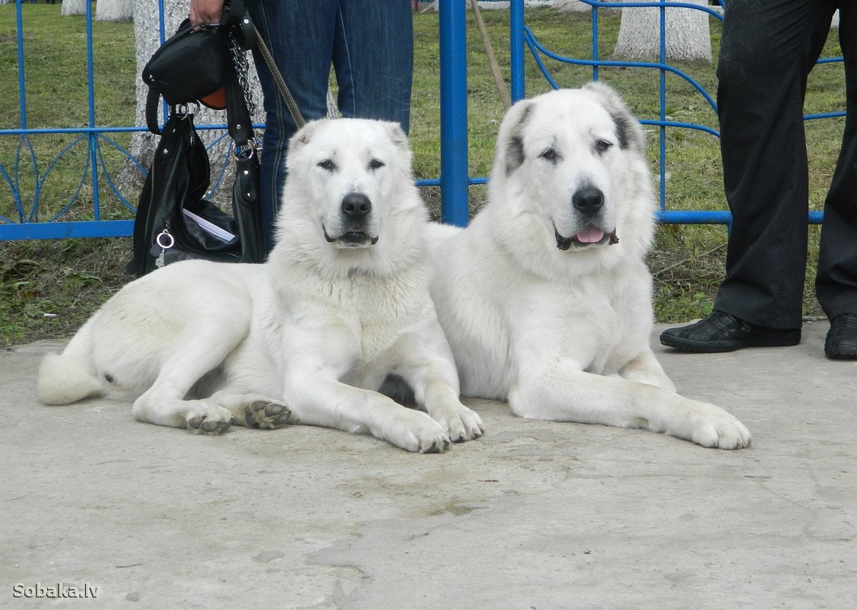 Гампр армянский волкодав