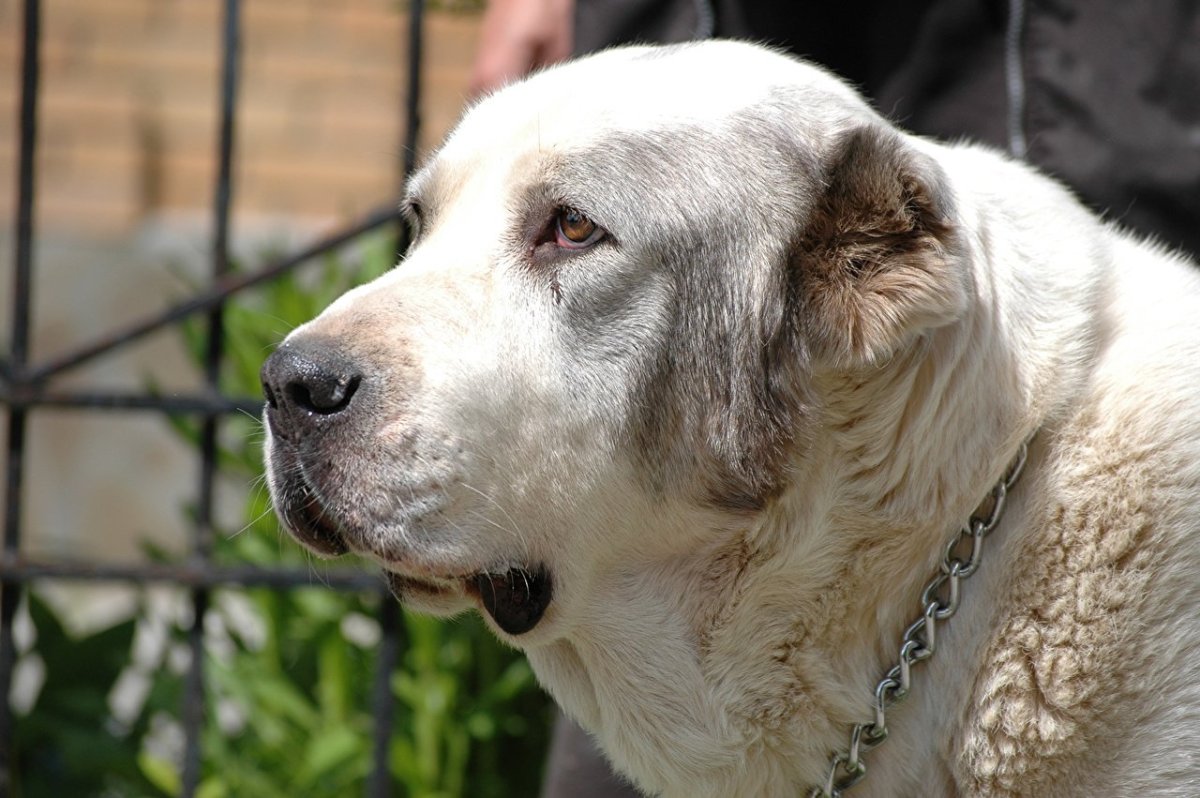 Среднеазиатская овчарка алабай