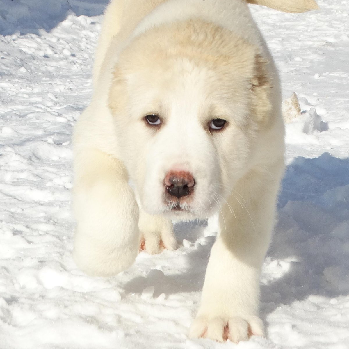 Ушастый алабай