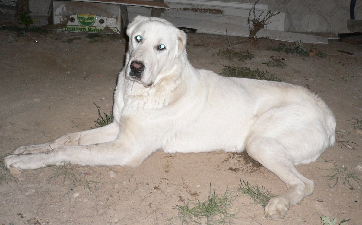 Волкодав порода алабай