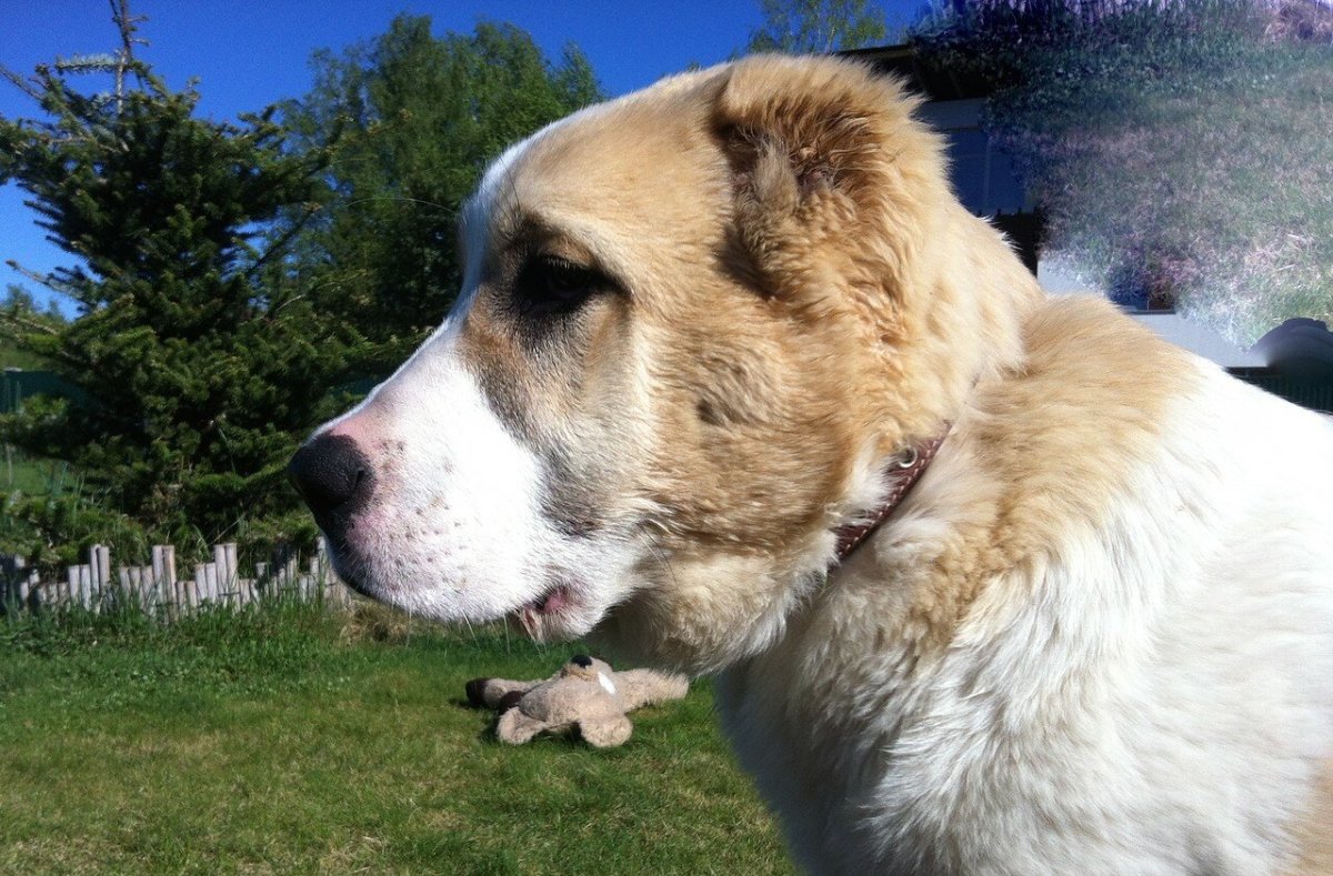 Алабай туркменский волкодав