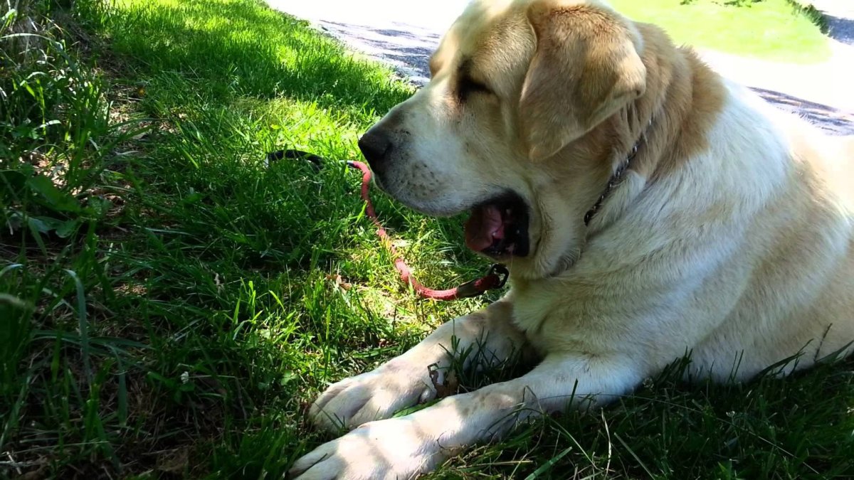 Среднеазиатская овчарка пастух