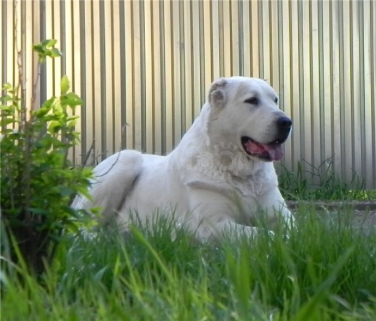 Среднеазиатская овчарка алабай бульдозер