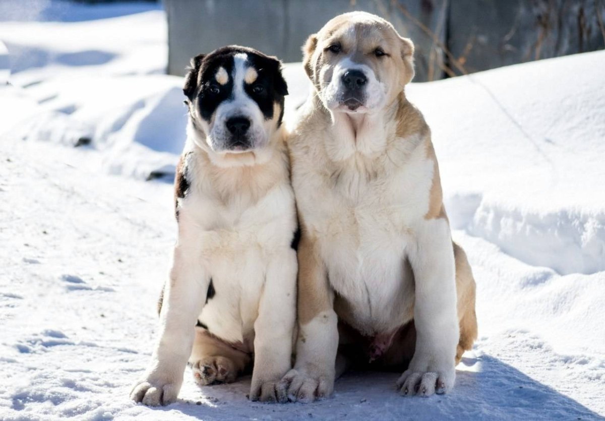 Среднеазиатская овчарка алабай