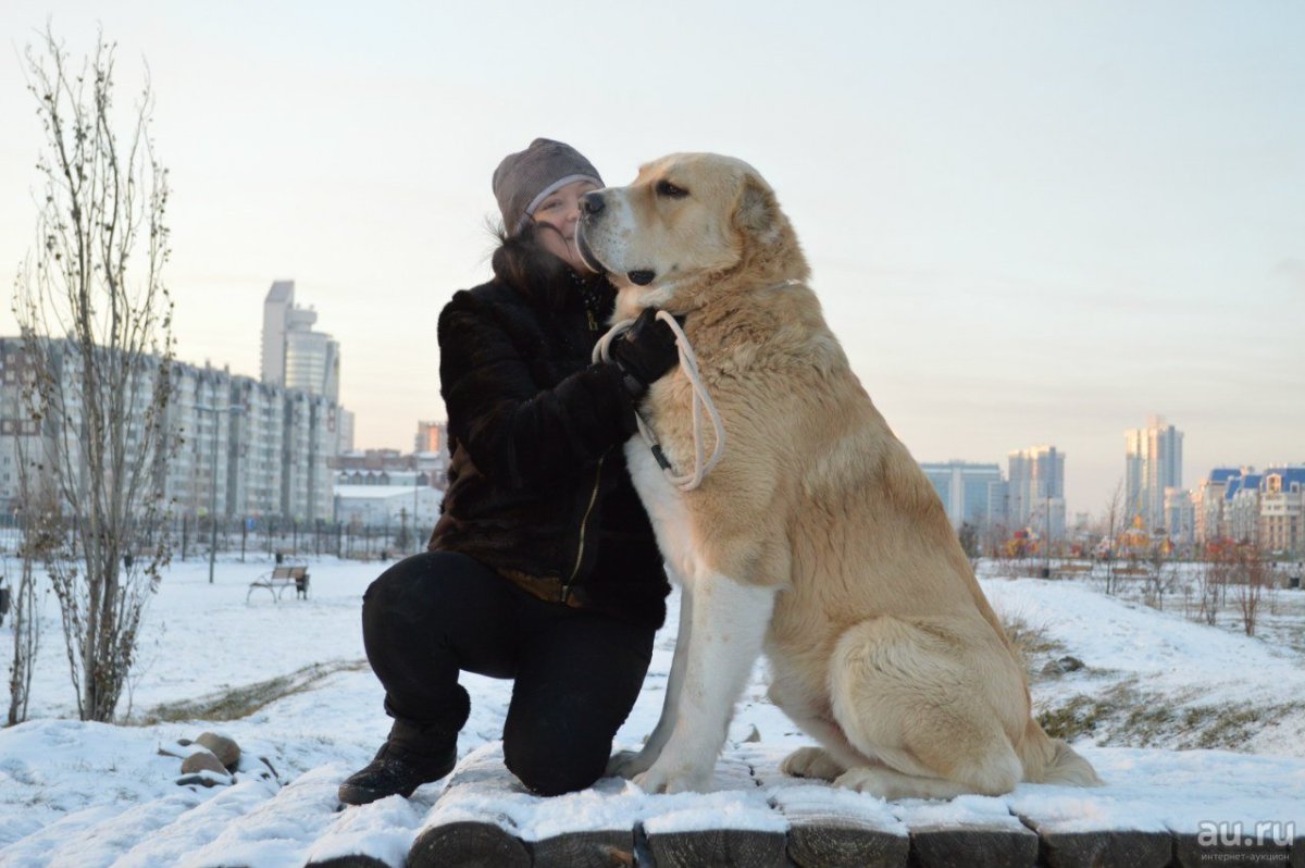 Среднеазиатская овчарка алабай