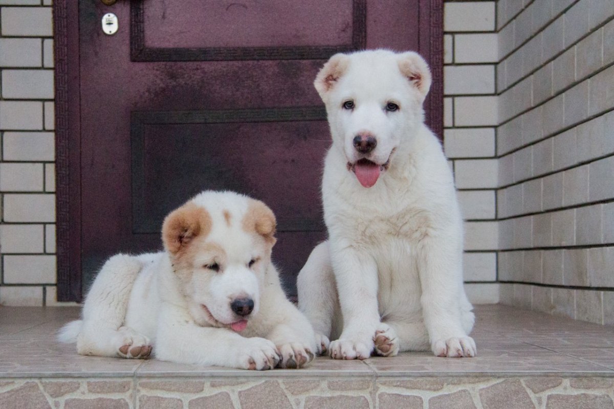 Алабай некупированный