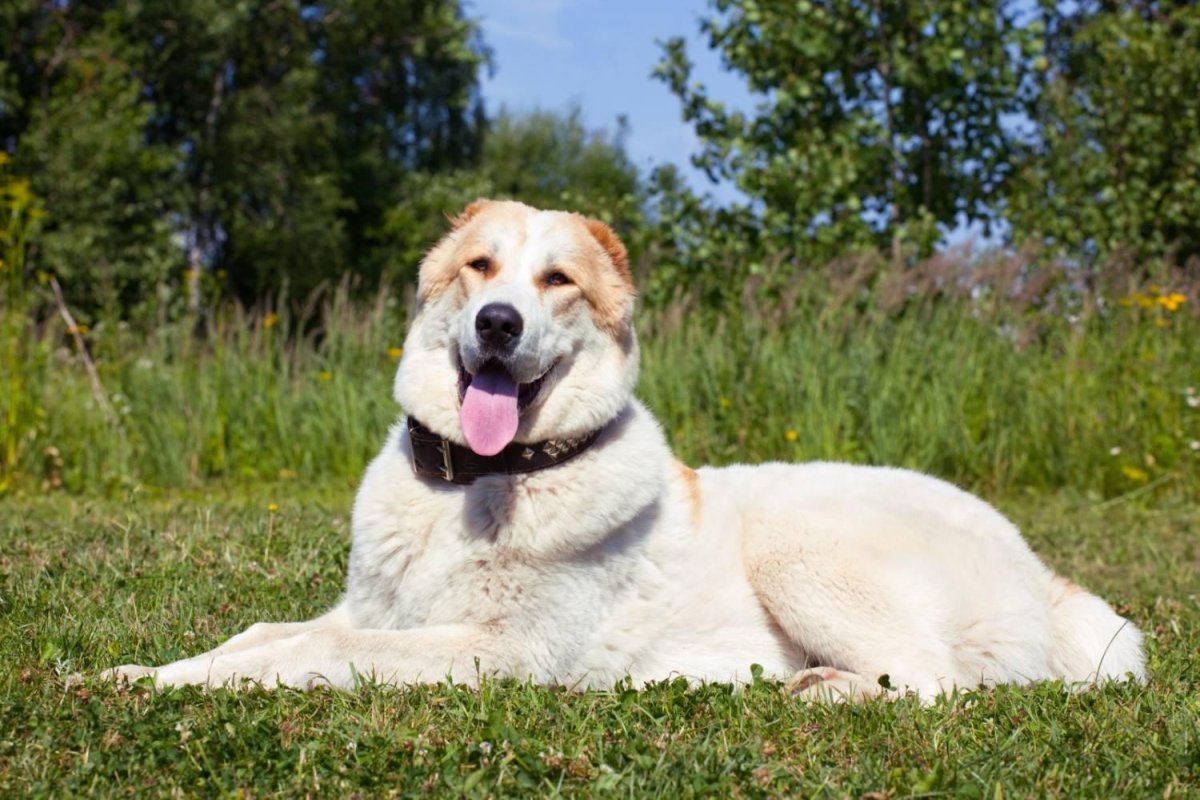 Помесь среднеазиатской овчарки и алабая