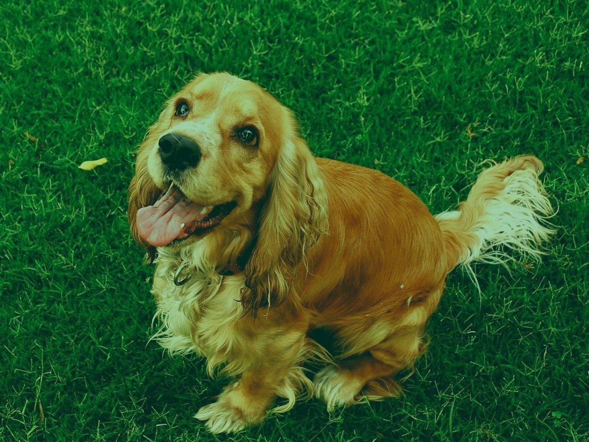 Золотистый кокер спаниель