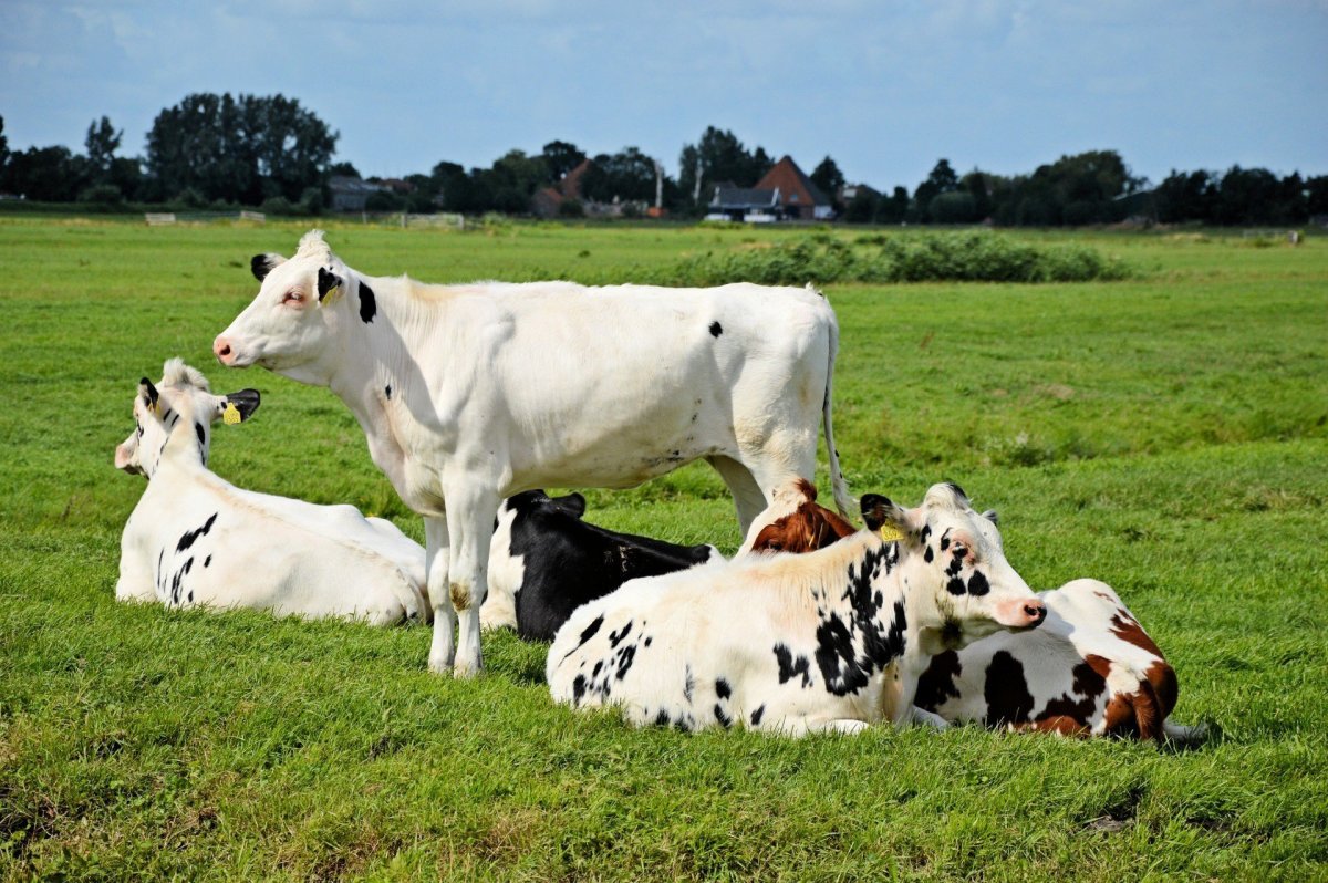 Джерсейская порода коров