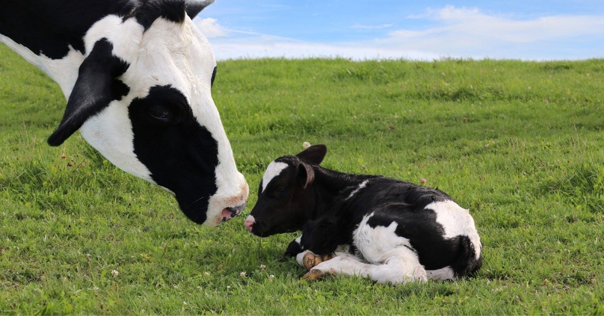 Голштино-Фризская порода