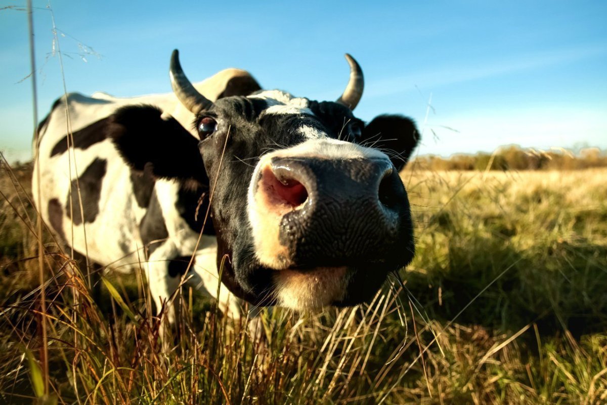 Корова бежит по полю