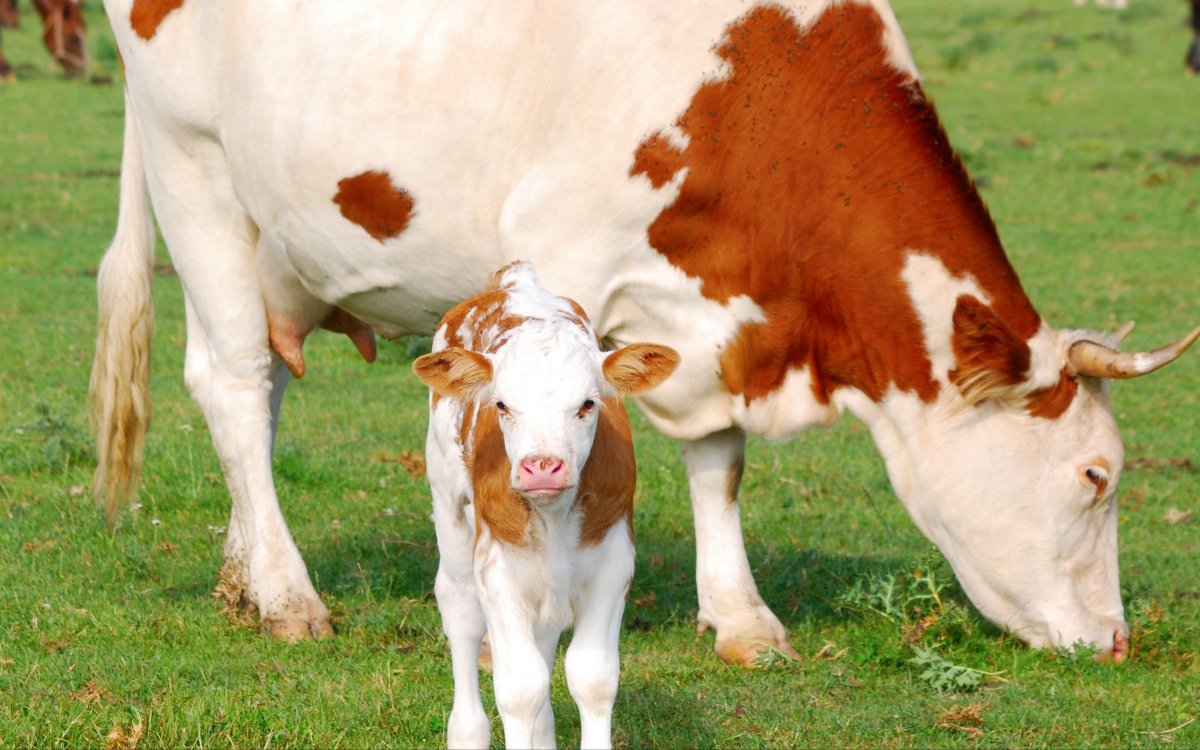 Толстая корова