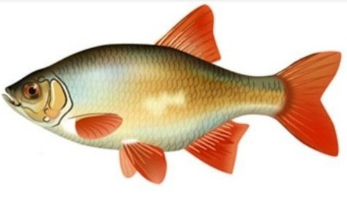 Лабео зеленый (френатус)