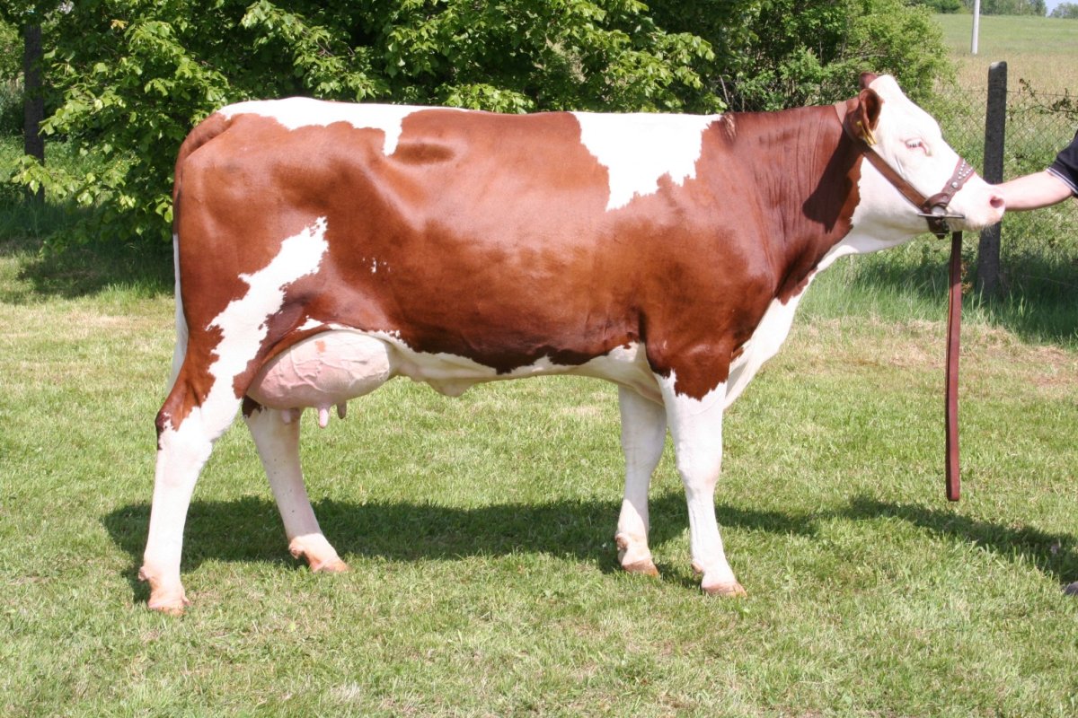 Корова черно белая