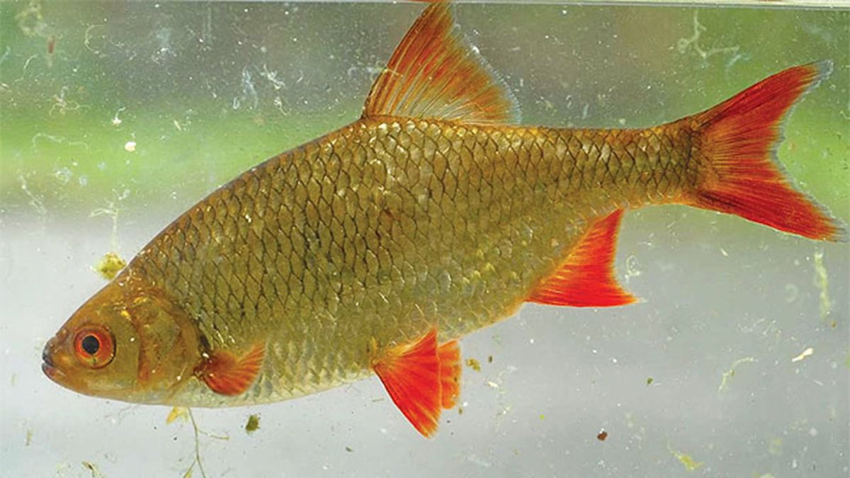 Рыба с красными плавниками Речная