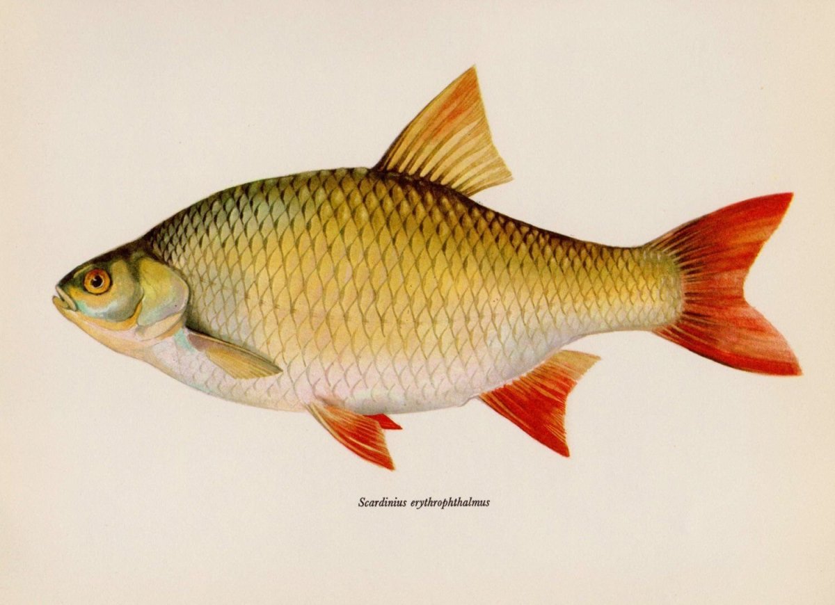 Рыба по отдельности