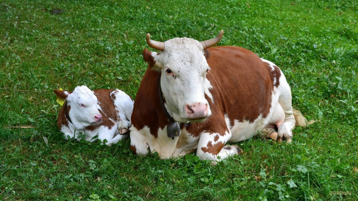 Белая корова