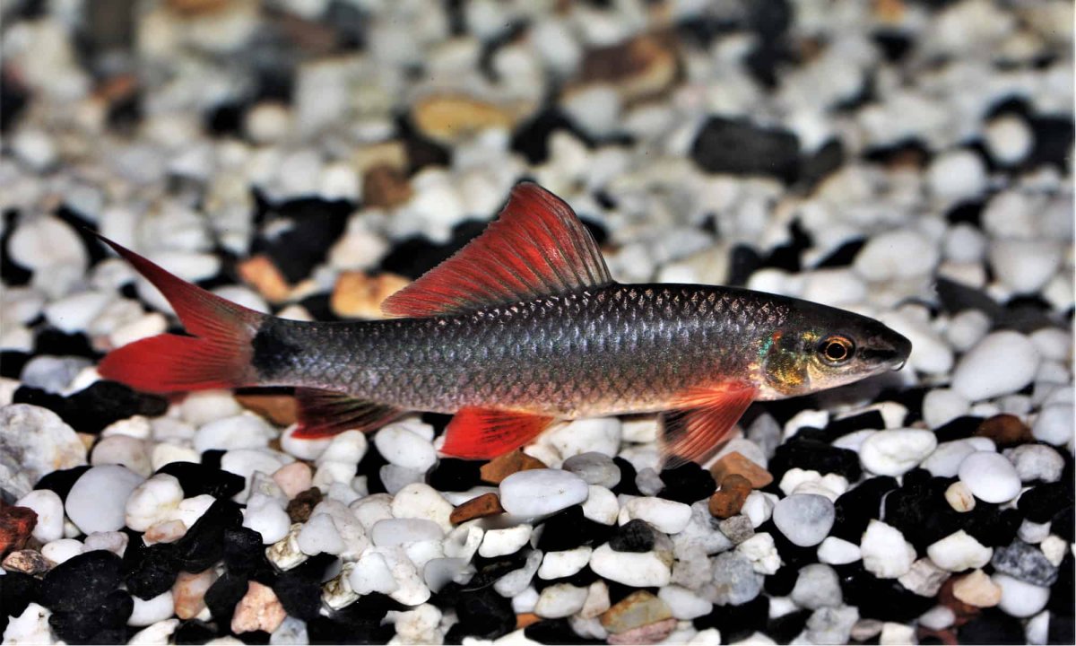 Окунь Тихоокеанский (Тихоокеанский клювач)-Sebastes Alutus