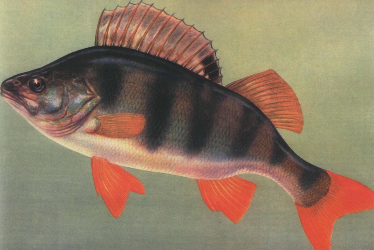 Красноперка Северная