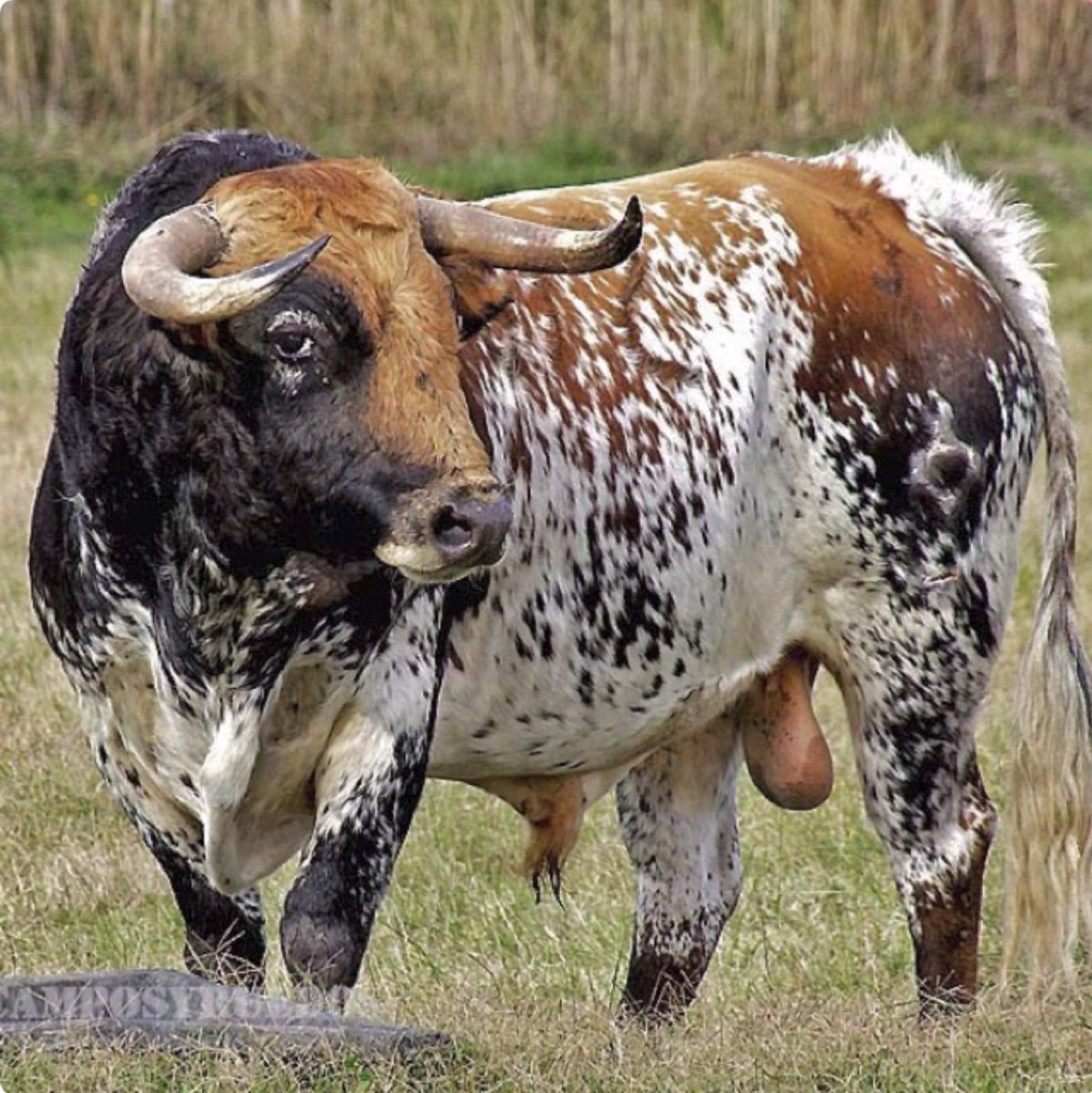 Мраморная корова