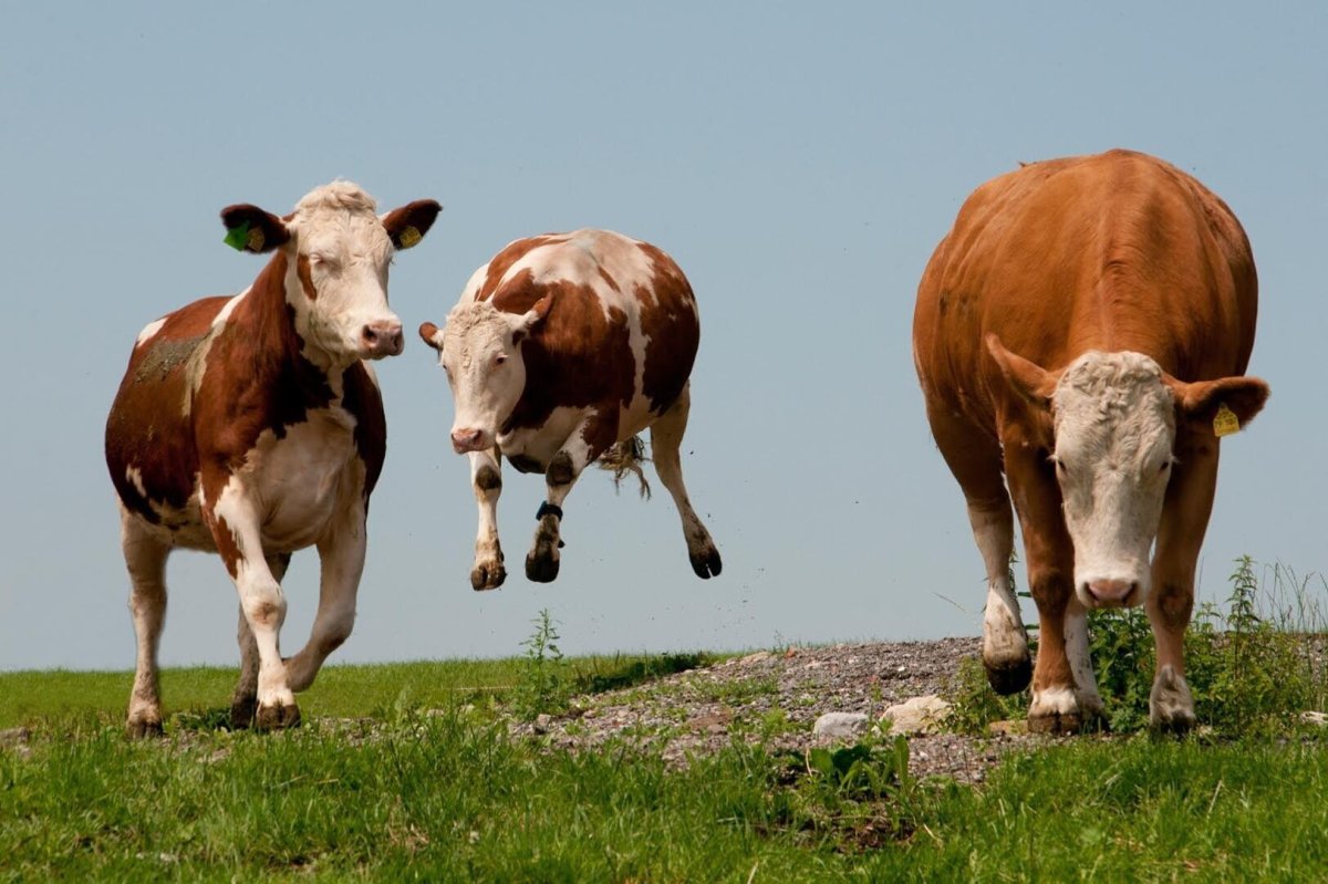 Рыжая корова