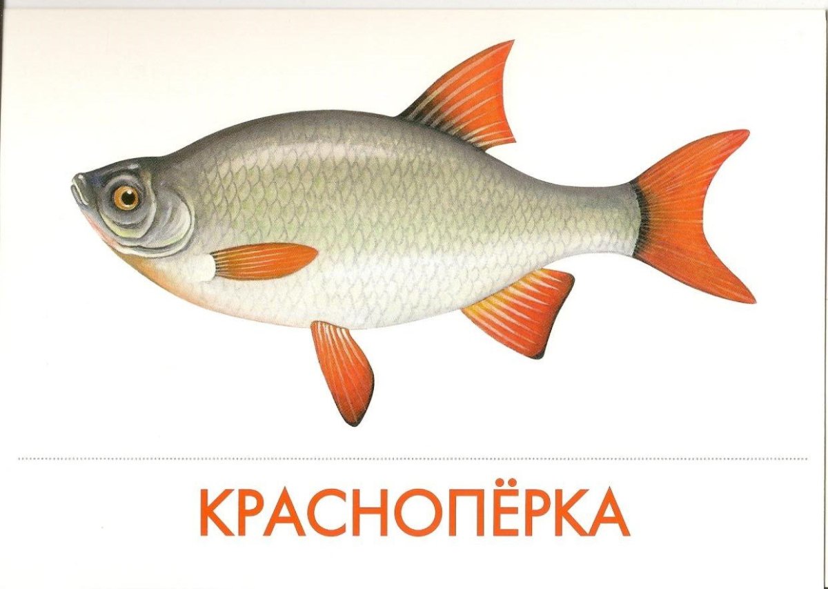 Чебак плотва вобла