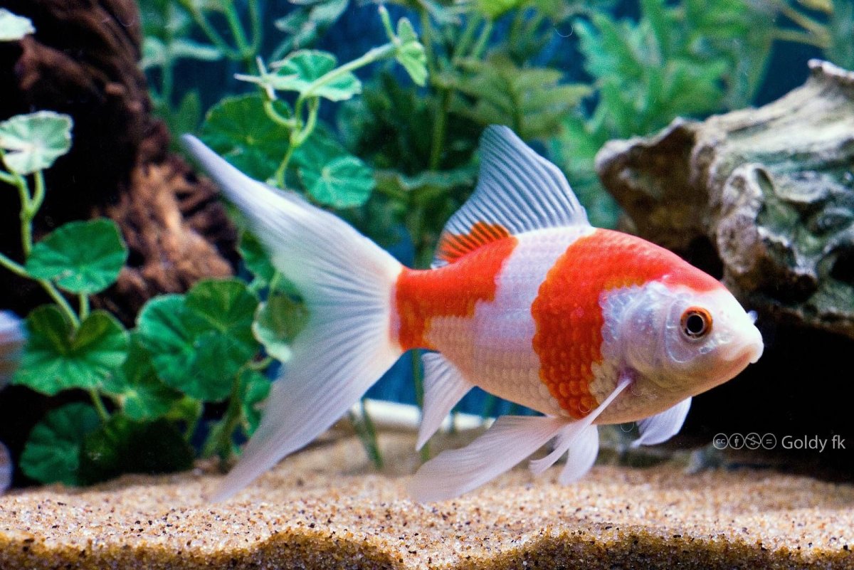 Кумжа ручьевая форель Уральская