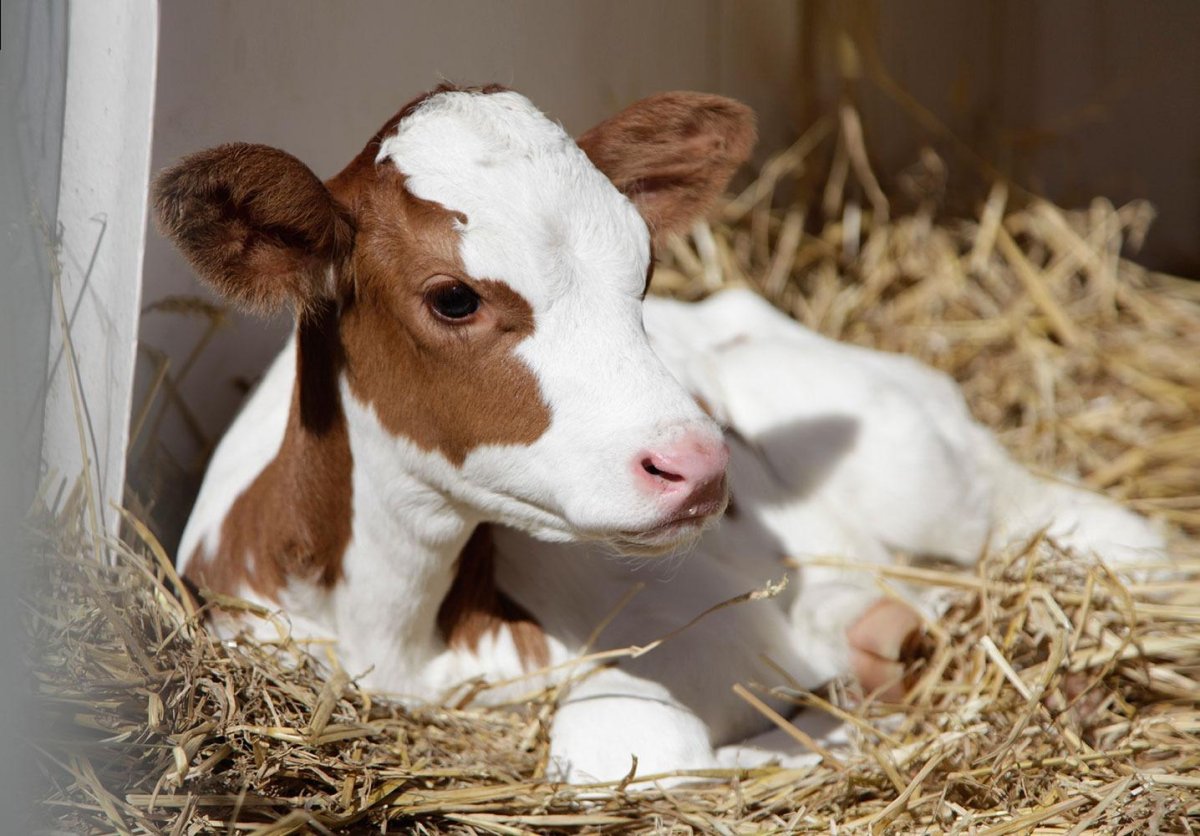 Техасский бык лонгхорн