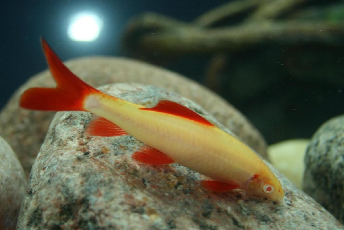 Красноперка Scardinius erythrophthalmus