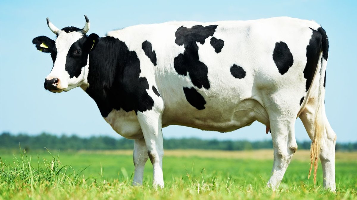 Цвет коровы