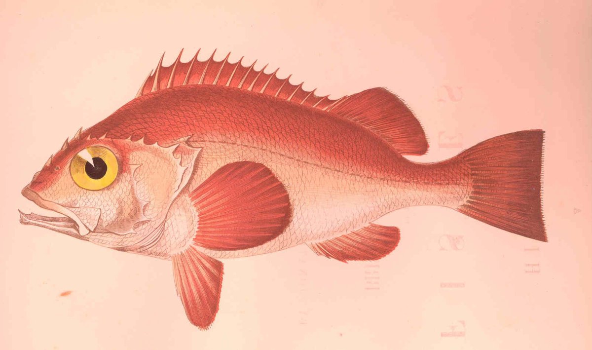 Красноперка Scardinius erythrophthalmus