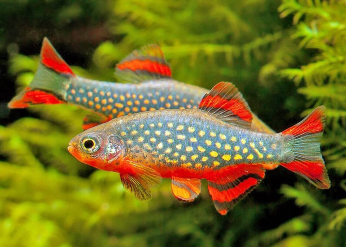 Рыба похожая на карася с красными плавниками