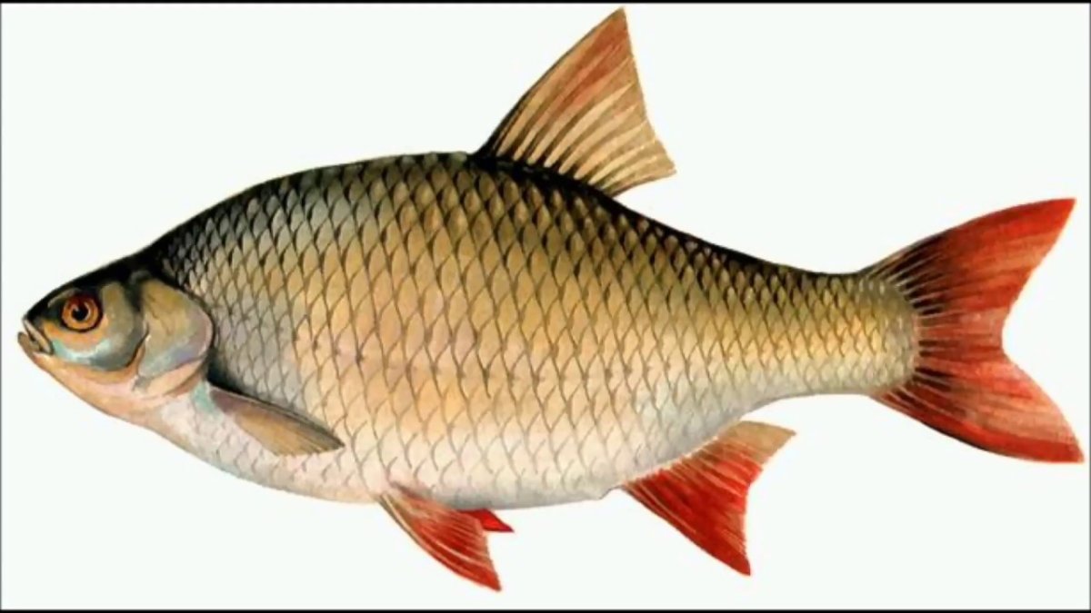 Красноперка аквариумная рыбка