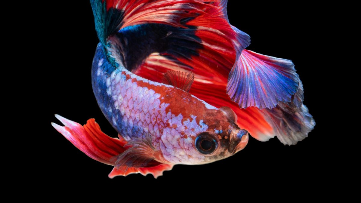 Betta (Бетта)