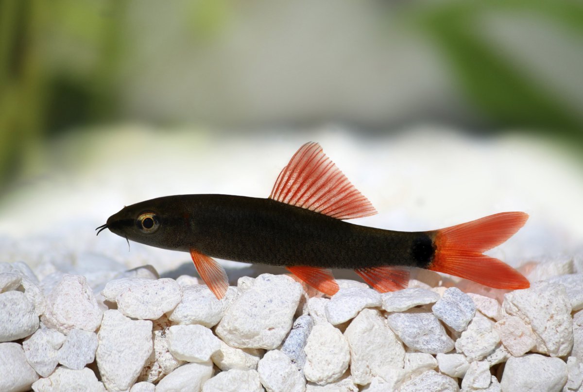 Красноперка на белом фоне