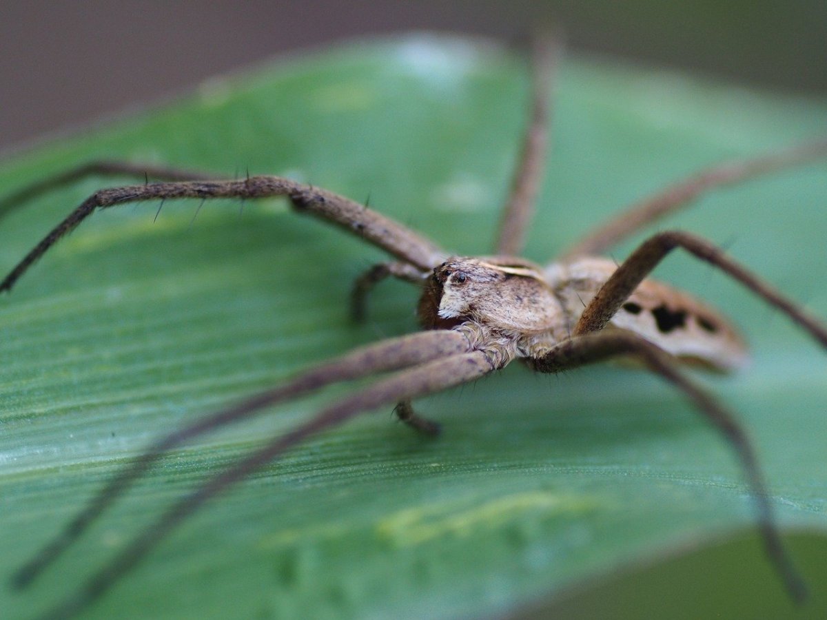 Пауки Абхазии