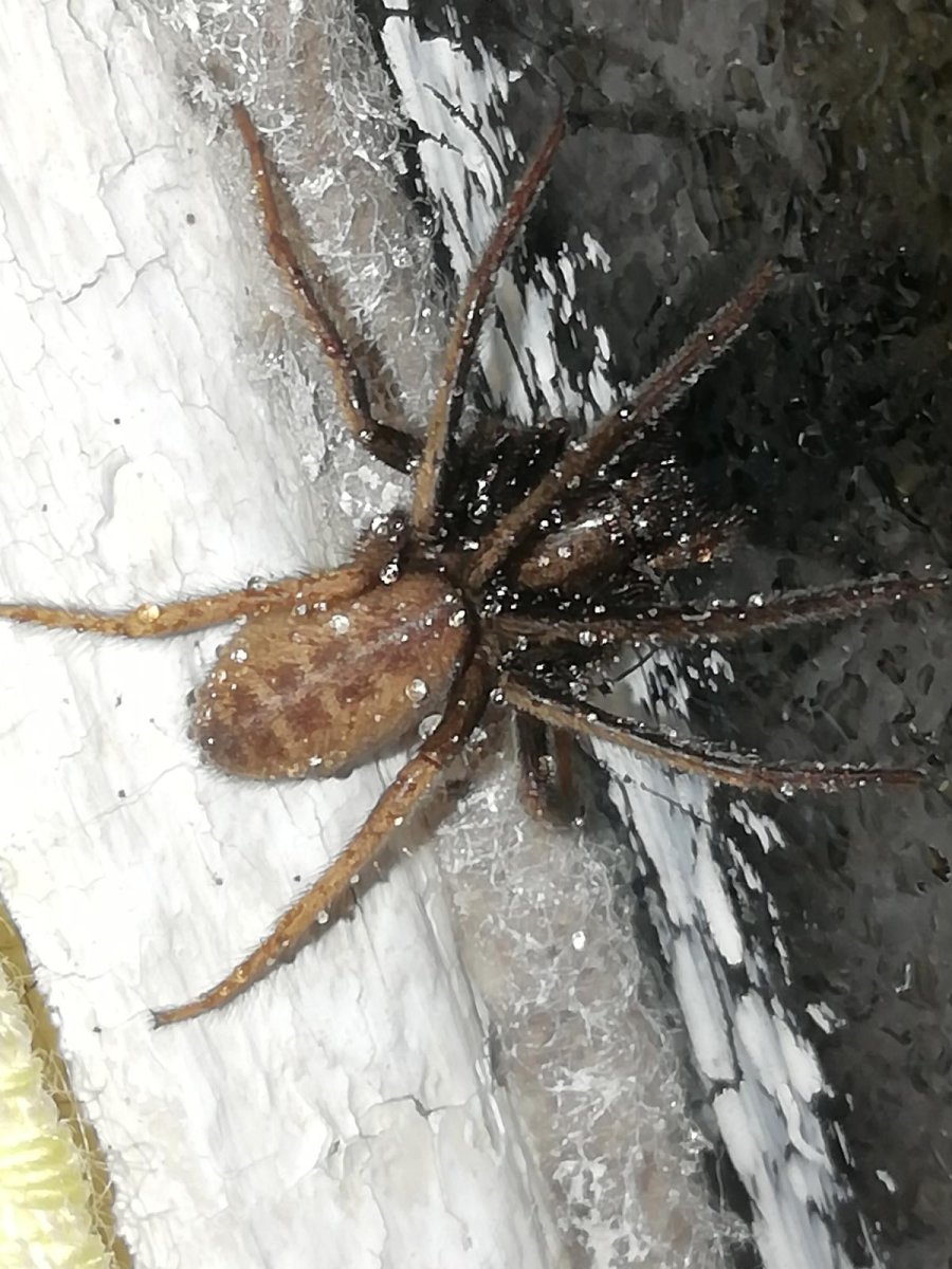 Пауки Абхазии фото