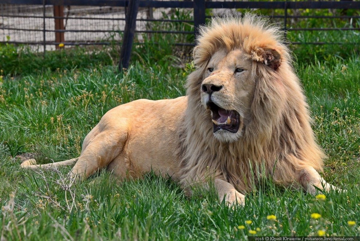 Собака Лев порода