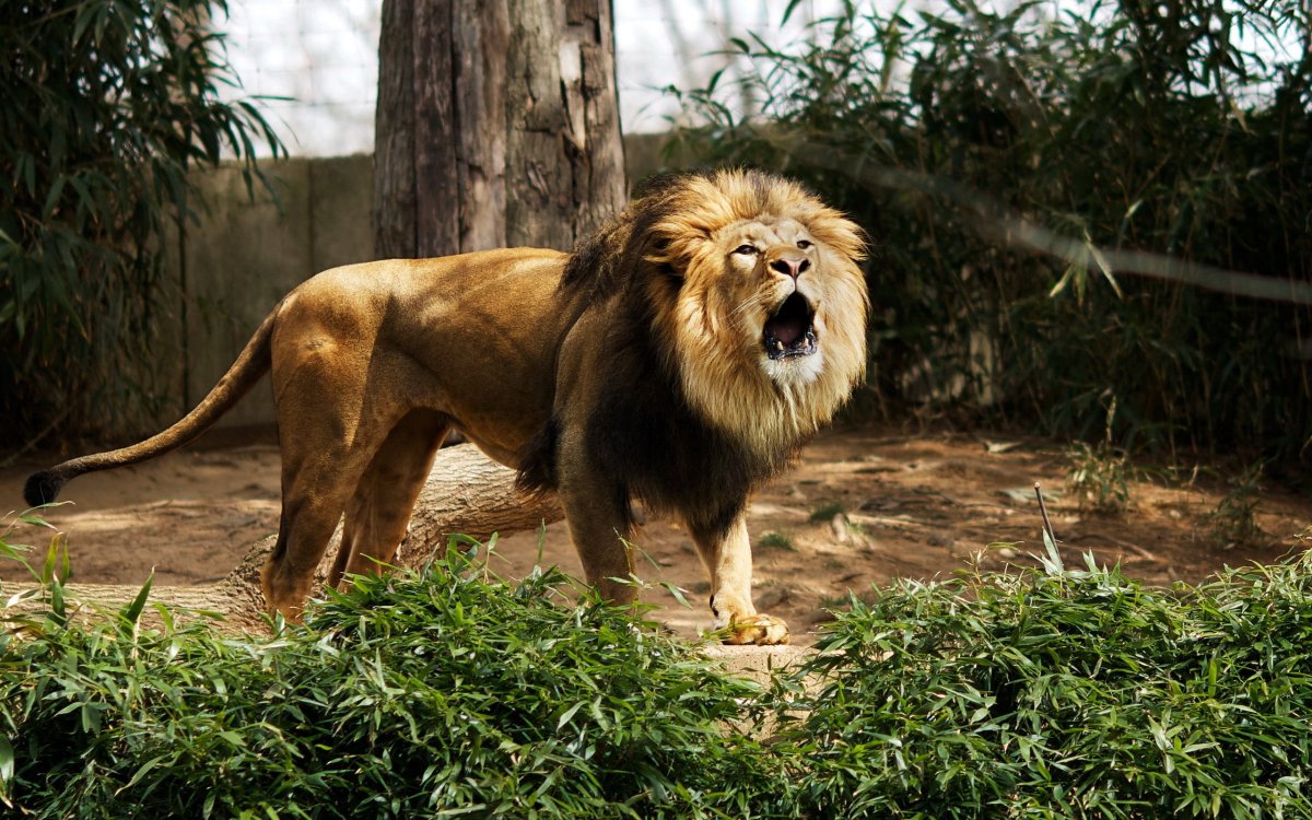 Берберийский Лев