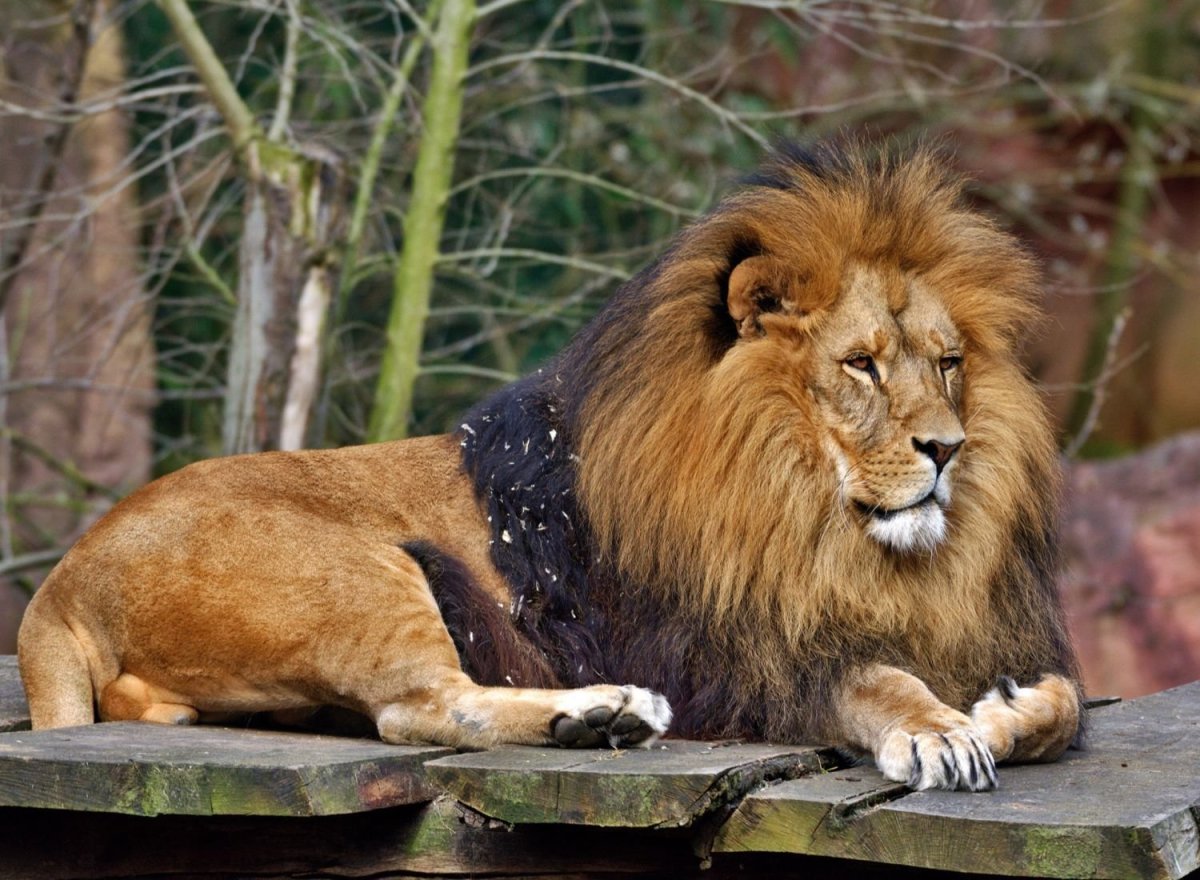 Хищные животные