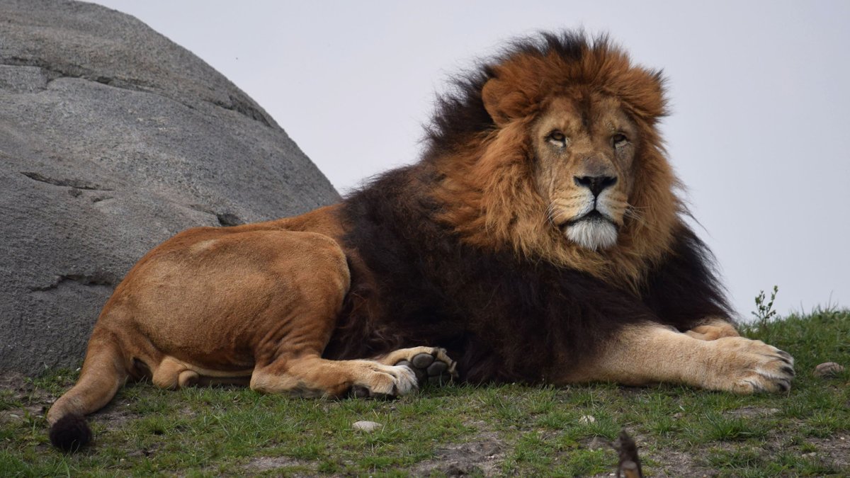 Тибетский мастиф и дети