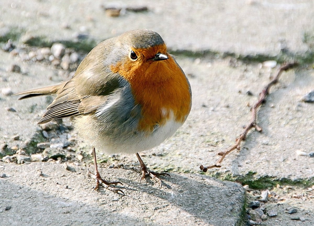 Маленькая птичка Пичуга