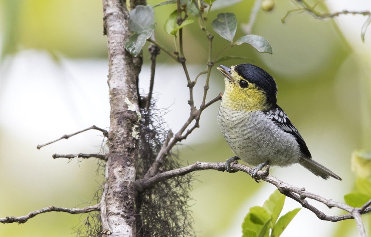 Pachyramphus versicolor