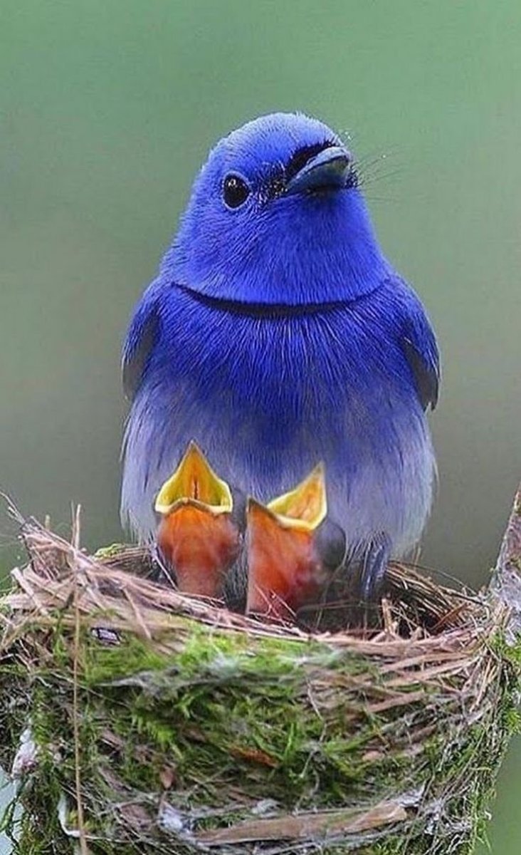 Лазоревая птичка