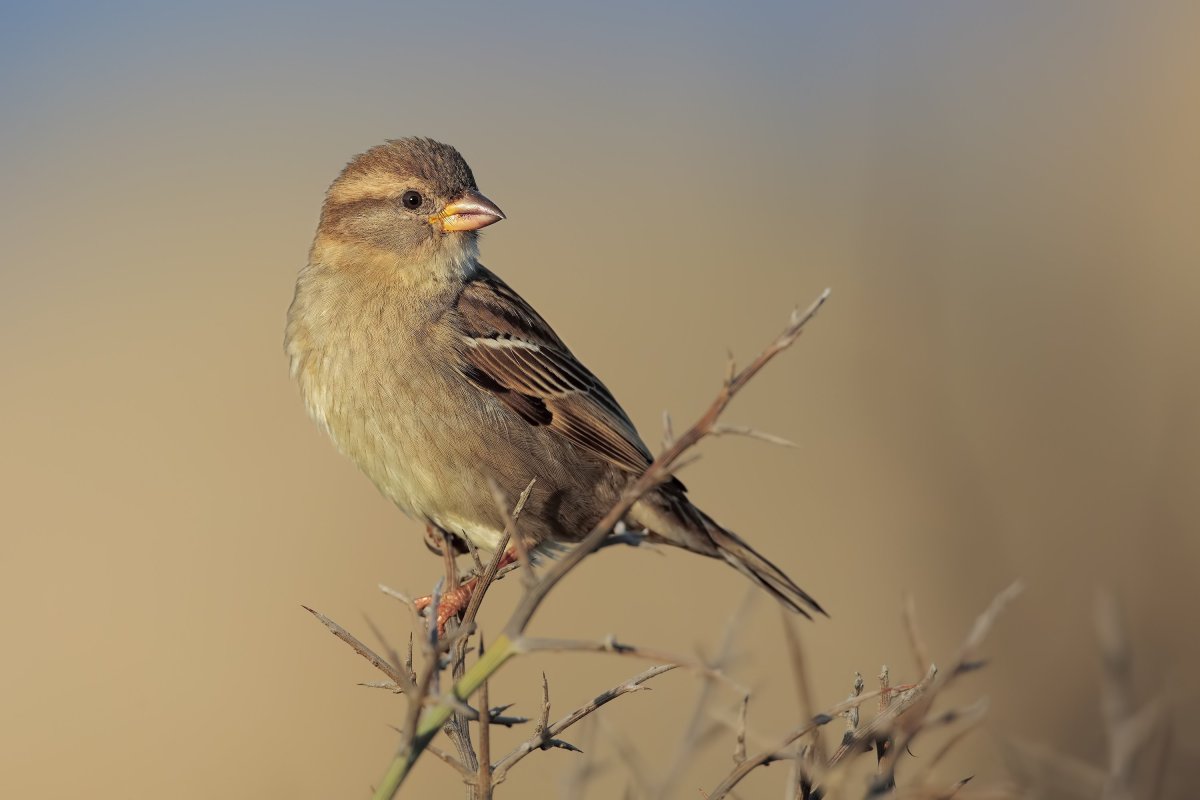 Таймырская Пичужка