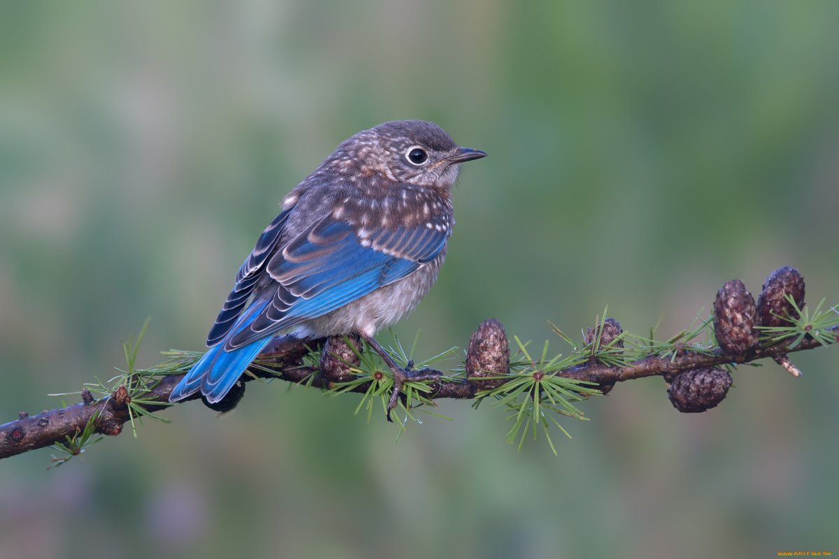 Пичужка птенец