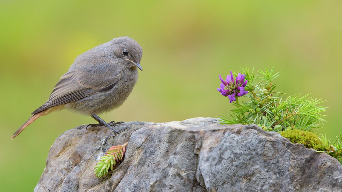 Пичужка птенец