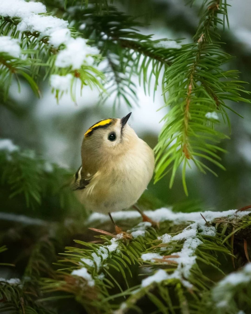 Птичка Пичужка