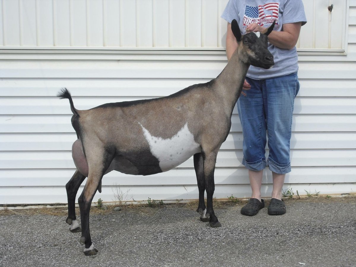 Альпийские козы американские